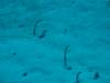 Dive1-4 Malayan Wreck-102 Dive1-4 Malayan Wreck