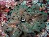 Dive1-4 Malayan Wreck-104 Dive1-4 Malayan Wreck