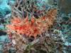 Dive1-4 Malayan Wreck-107 Dive1-4 Malayan Wreck