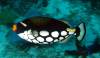 Dive1-4 Malayan Wreck-108 Dive1-4 Malayan Wreck