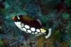 Dive1-4 Malayan Wreck-109 Dive1-4 Malayan Wreck