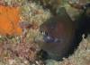 Dive1-4 Malayan Wreck-110 Dive1-4 Malayan Wreck