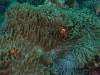 Dive1-4 Malayan Wreck-114 Dive1-4 Malayan Wreck
