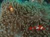 Dive1-4 Malayan Wreck-116 Dive1-4 Malayan Wreck