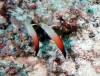 Dive1-4 Malayan Wreck-117 Dive1-4 Malayan Wreck