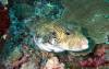 Dive1-4 Malayan Wreck-122 Dive1-4 Malayan Wreck