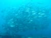 Dive1-4 Malayan Wreck-125 Dive1-4 Malayan Wreck
