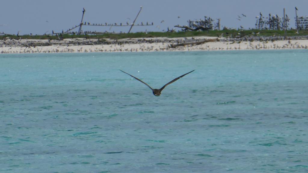 300 - Tubbataha Bird Island