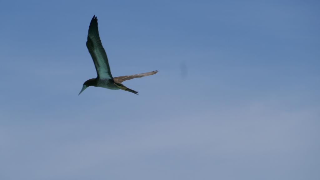 301 - Tubbataha Bird Island