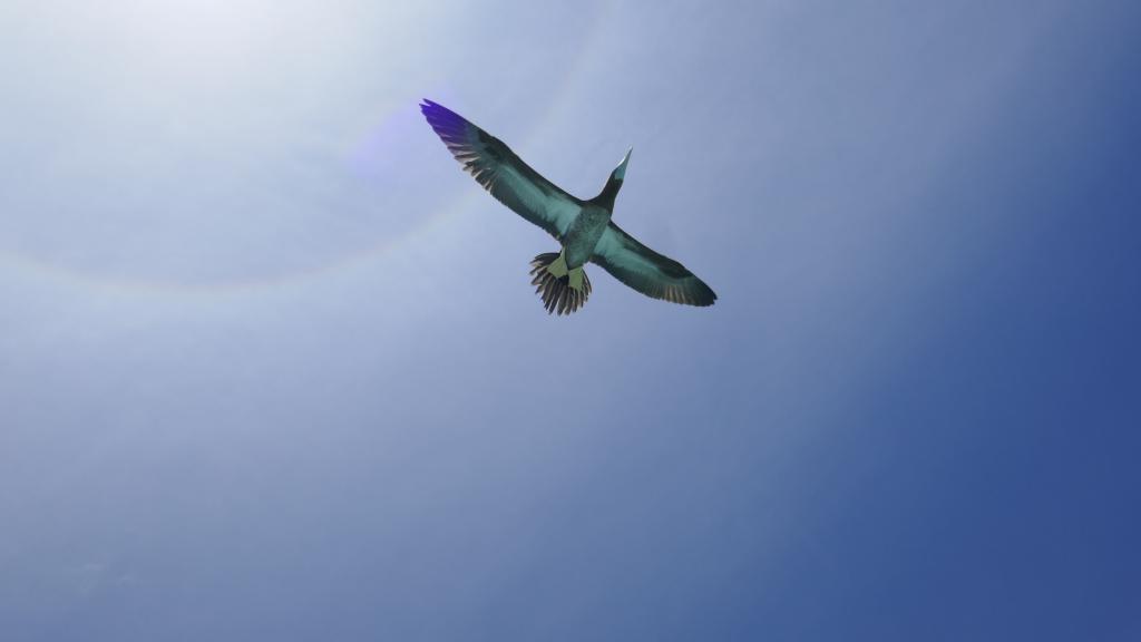 303 - Tubbataha Bird Island