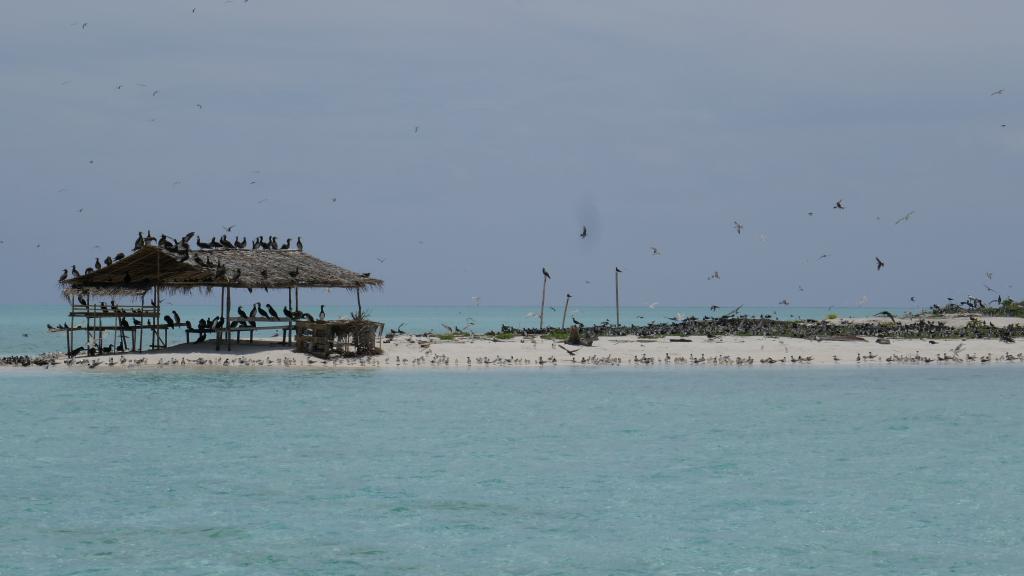 308 - Tubbataha Bird Island