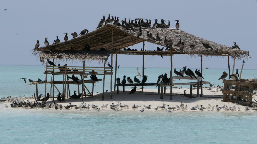 310 - Tubbataha Bird Island