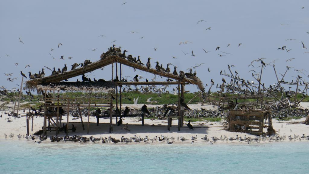 311 - Tubbataha Bird Island