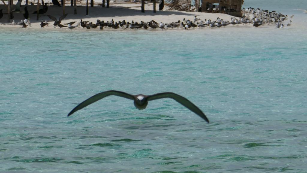 312 - Tubbataha Bird Island