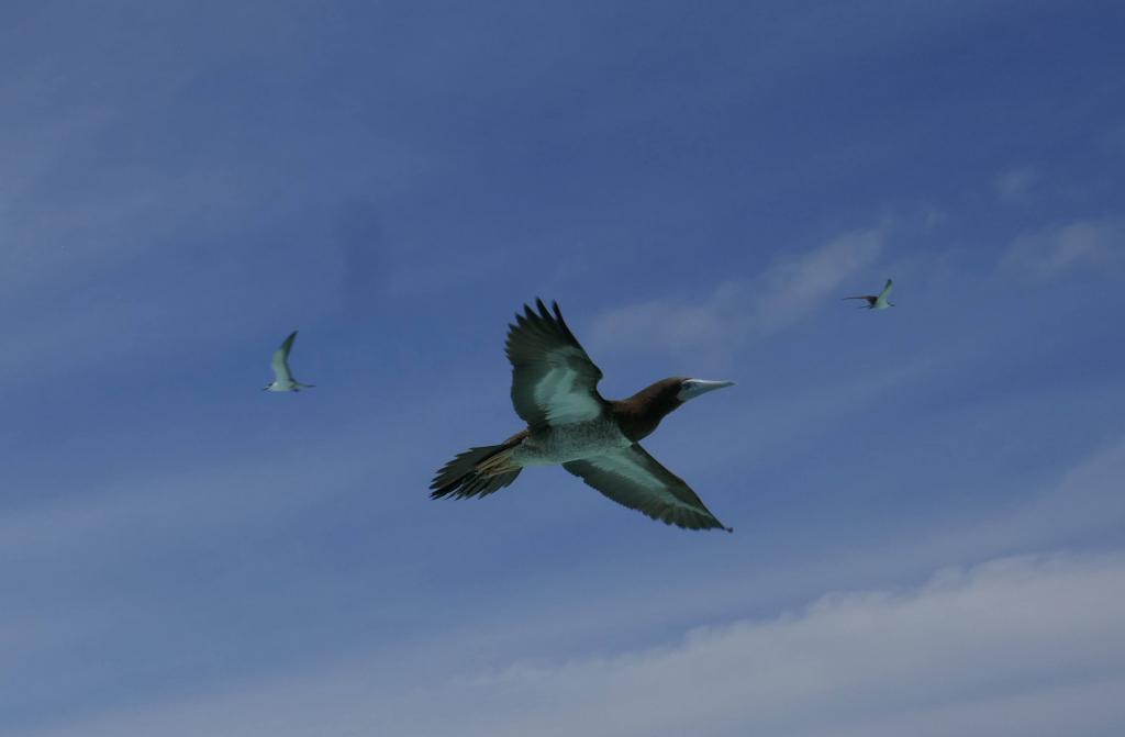 315 - Tubbataha Bird Island