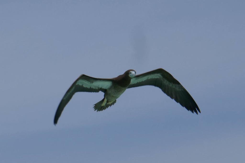 316 - Tubbataha Bird Island