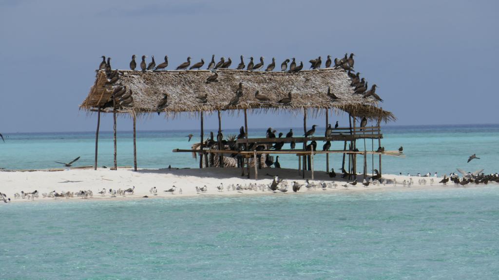 319 - Tubbataha Bird Island