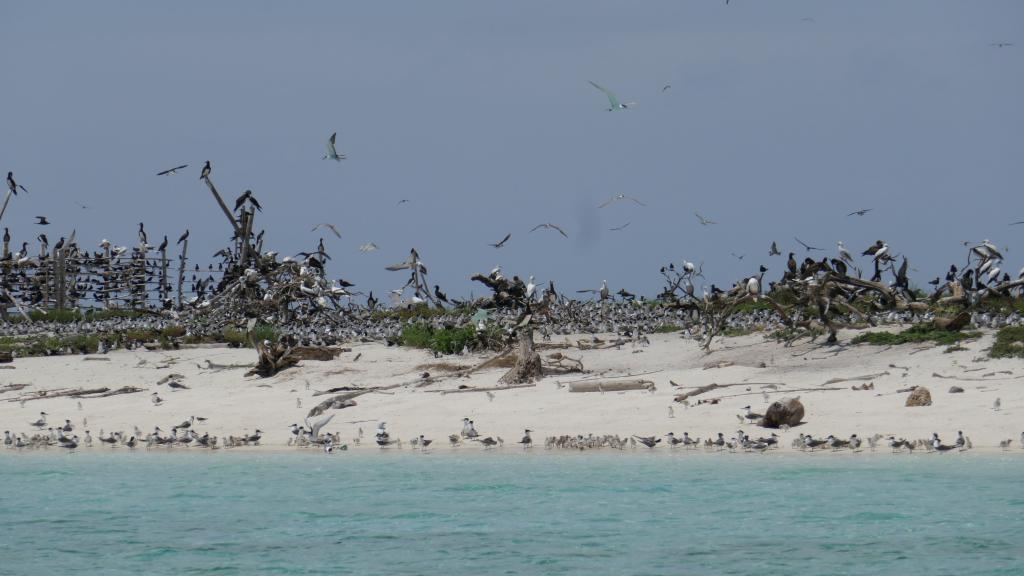 320 - Tubbataha Bird Island