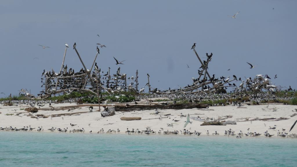 321 - Tubbataha Bird Island