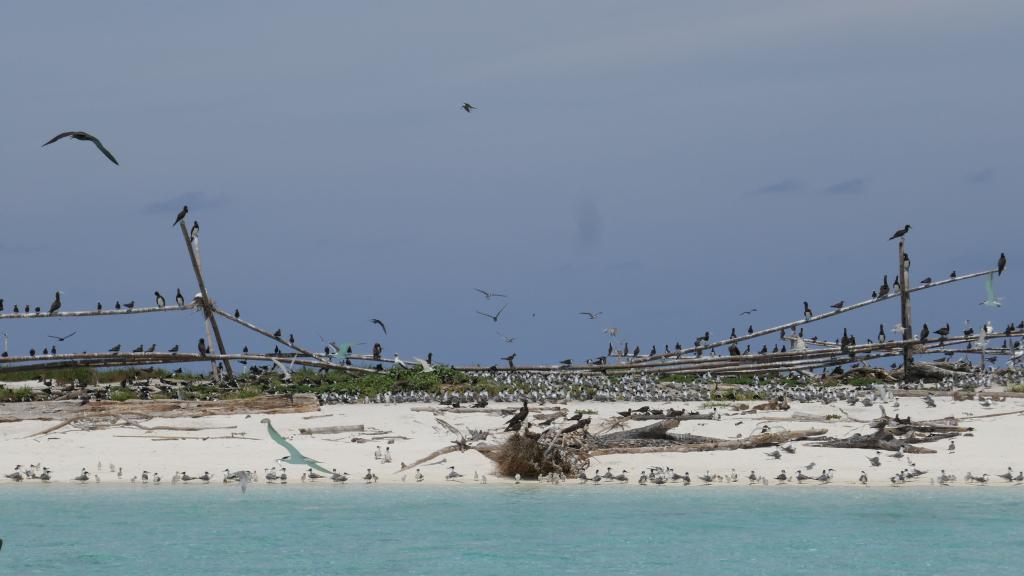 322 - Tubbataha Bird Island