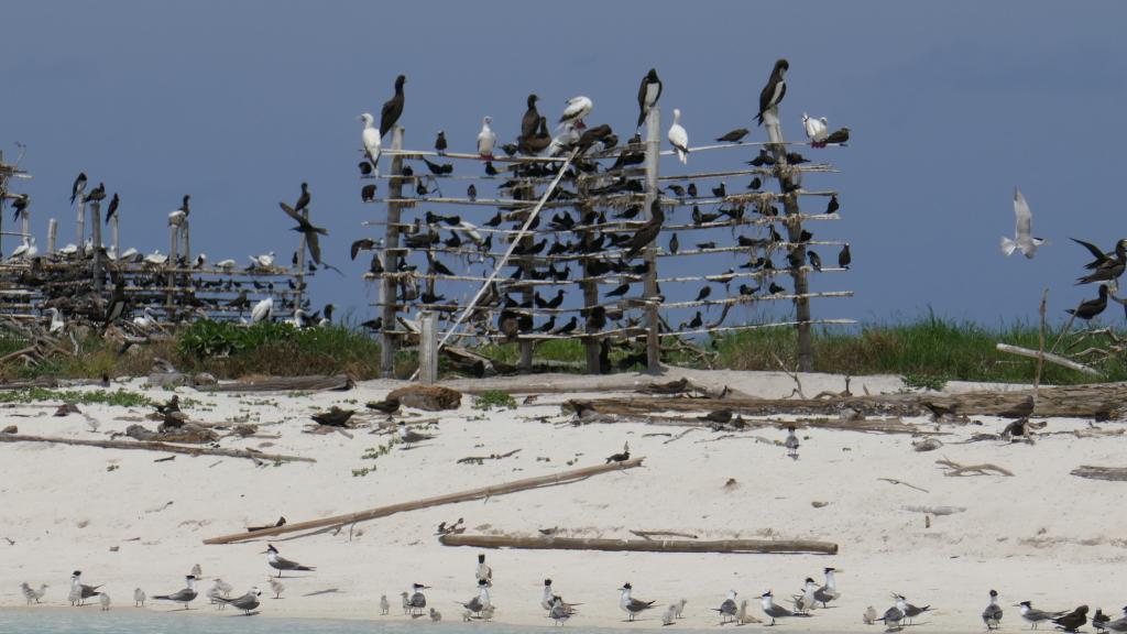 323 - Tubbataha Bird Island