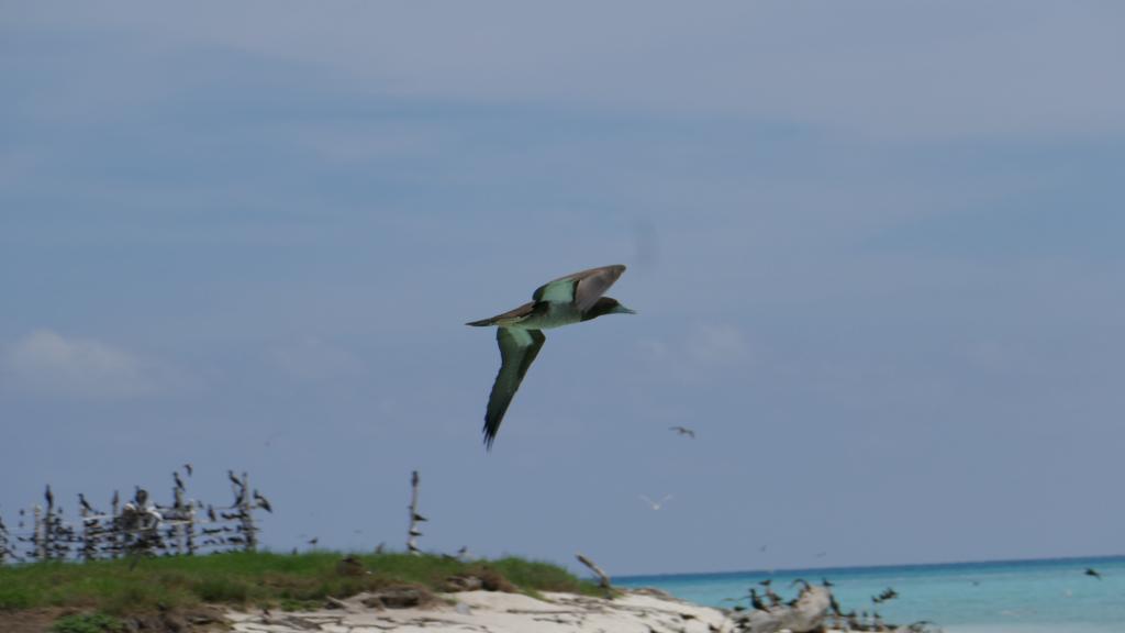 327 - Tubbataha Bird Island