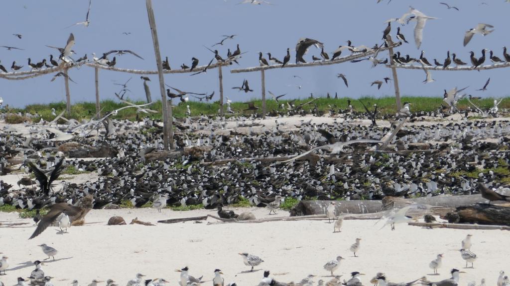 328 - Tubbataha Bird Island