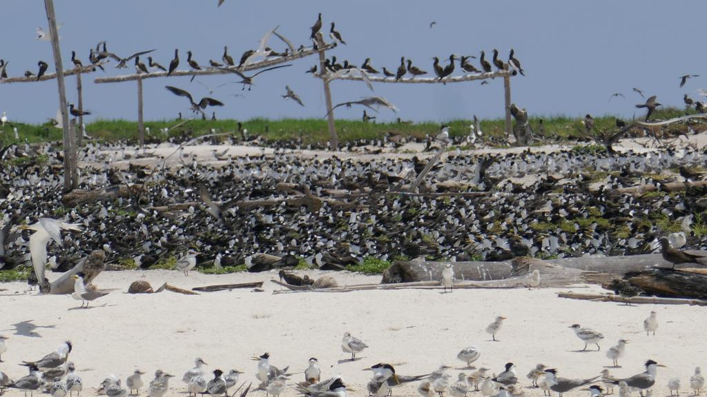 329 - Tubbataha Bird Island