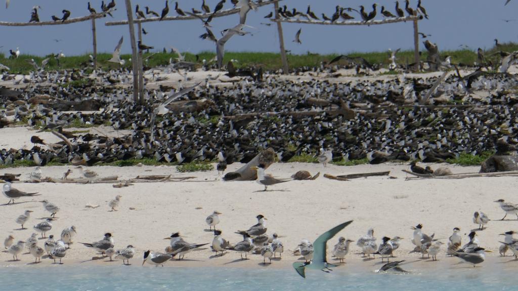 330 - Tubbataha Bird Island