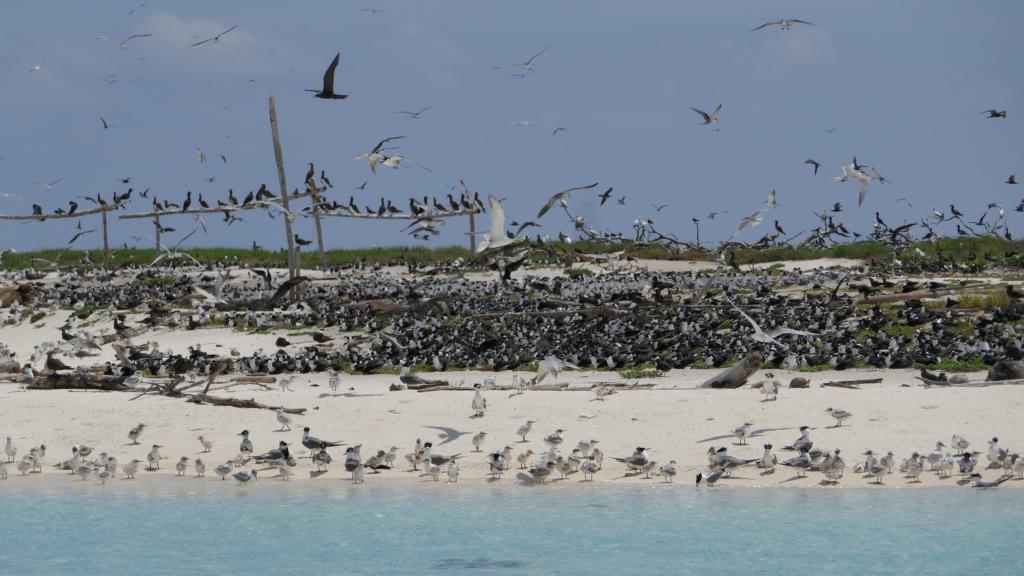 331 - Tubbataha Bird Island