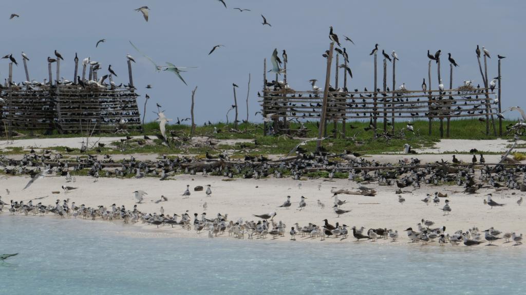 332 - Tubbataha Bird Island