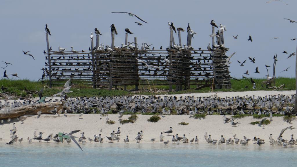 333 - Tubbataha Bird Island