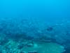 128 - Dive1-4 Malayan Wreck