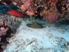 100 - Dive2-1 Delsan Wreck Point I