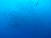 110 - Dive2-1 Delsan Wreck Point I