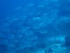 122 - Dive2-1 Delsan Wreck Point I