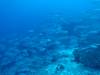 123 - Dive2-1 Delsan Wreck Point I