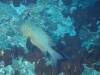 125 - Dive2-1 Delsan Wreck Point I
