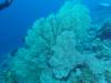 130 - Dive2-1 Delsan Wreck Point I