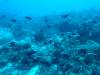 131 - Dive2-1 Delsan Wreck Point I