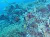 138 - Dive2-1 Delsan Wreck Point I