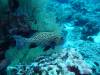 140 - Dive2-1 Delsan Wreck Point I