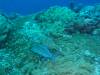 141 - Dive2-1 Delsan Wreck Point I