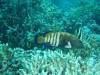 146 - Dive2-1 Delsan Wreck Point I