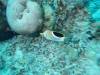 100 - Dive3-1 Delsan Wreck Point II
