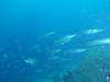 116 - Dive3-1 Delsan Wreck Point II