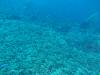 130 - Dive3-1 Delsan Wreck Point II