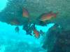 138 - Dive3-1 Delsan Wreck Point II