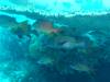 139 - Dive3-1 Delsan Wreck Point II