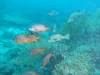 141 - Dive3-1 Delsan Wreck Point II